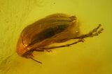 Fossil Fly (Diptera) and Beetle (Coleoptera) In Baltic Amber #173693-1